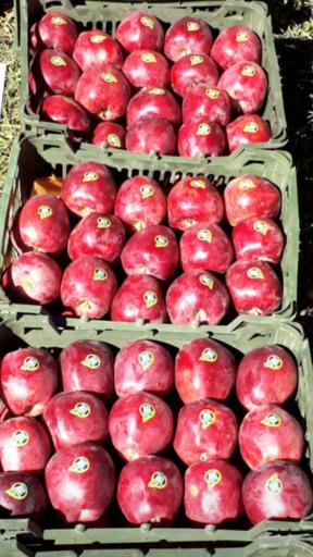 عکس میوه تره بار نرخ شکن آذربایجان