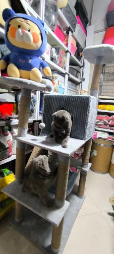 عکس فروشگاه لوازم حیوانات خانگی (دن ریز)