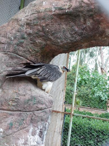 عکس باغ پرندگان و باغ وحش هدهد مجتمع کوثر