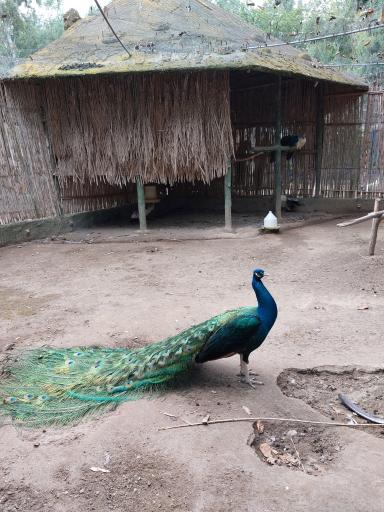 عکس باغ پرندگان و باغ وحش هدهد مجتمع کوثر