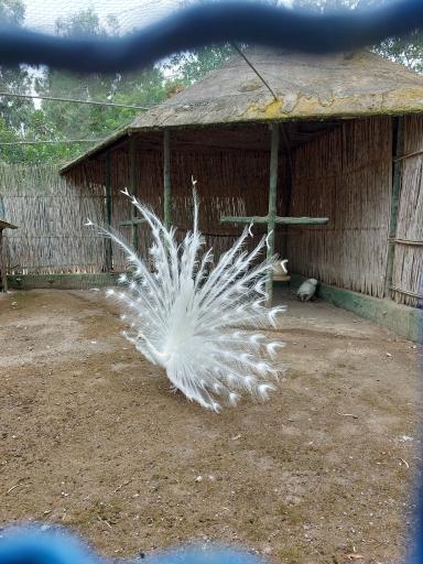 عکس باغ پرندگان و باغ وحش هدهد مجتمع کوثر