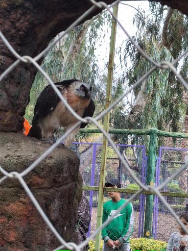 عکس باغ پرندگان و باغ وحش هدهد مجتمع کوثر