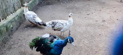 عکس باغ پرندگان و باغ وحش هدهد مجتمع کوثر