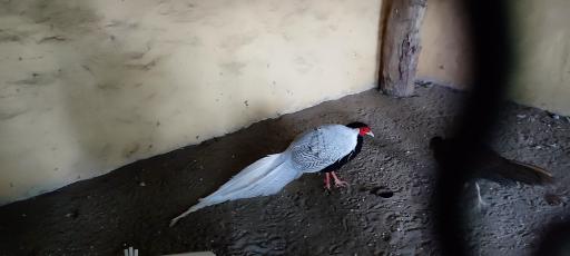 عکس باغ پرندگان و باغ وحش هدهد مجتمع کوثر