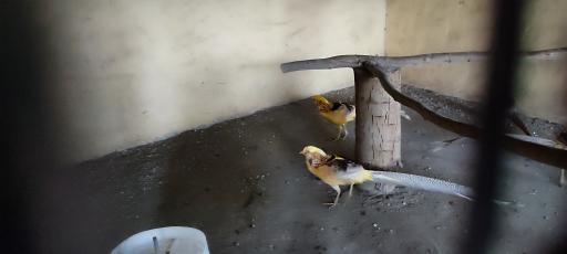 عکس باغ پرندگان و باغ وحش هدهد مجتمع کوثر