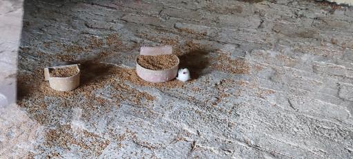 عکس باغ پرندگان و باغ وحش هدهد مجتمع کوثر