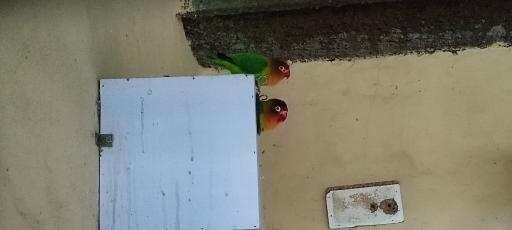 عکس باغ پرندگان و باغ وحش هدهد مجتمع کوثر