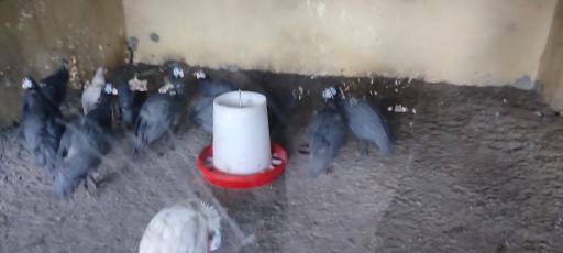 عکس باغ پرندگان و باغ وحش هدهد مجتمع کوثر