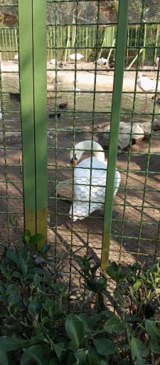 عکس باغ پرندگان و باغ وحش هدهد مجتمع کوثر