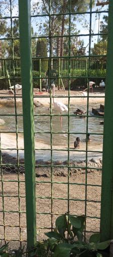 عکس باغ پرندگان و باغ وحش هدهد مجتمع کوثر