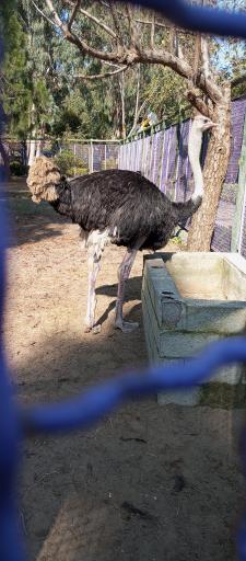 عکس باغ پرندگان و باغ وحش هدهد مجتمع کوثر