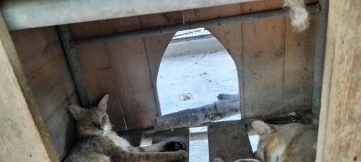 عکس باغ پرندگان و باغ وحش هدهد مجتمع کوثر