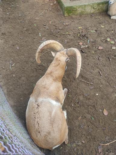 عکس باغ پرندگان و باغ وحش هدهد مجتمع کوثر