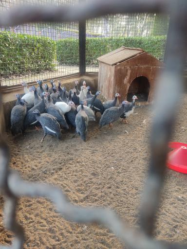 عکس باغ پرندگان و باغ وحش هدهد مجتمع کوثر