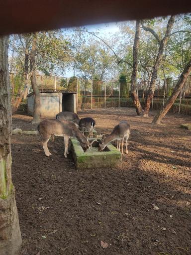 عکس باغ پرندگان و باغ وحش هدهد مجتمع کوثر