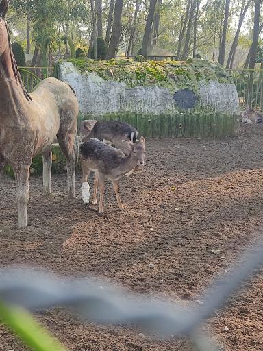 عکس باغ پرندگان و باغ وحش هدهد مجتمع کوثر