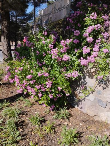 عکس مجتمع فرهنگی اردویی کشوری شهید رجایی نیشابور