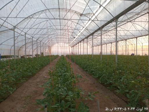 گلخانه علی دماوندی 