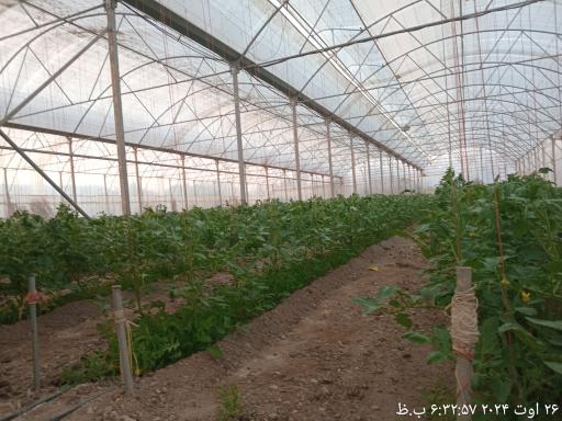 عکس گلخانه علی دماوندی 