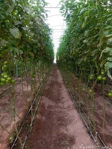 عکس گلخانه علی دماوندی 