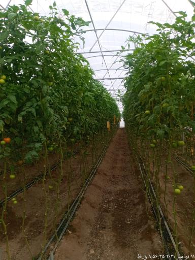 گلخانه علی دماوندی 