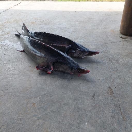 عکس پرورش ماهی 