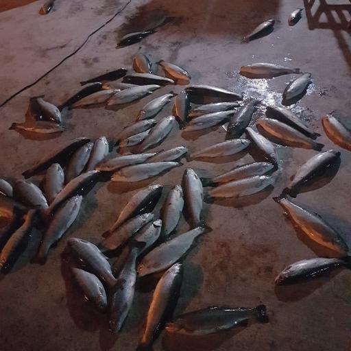 عکس پرورش ماهی 