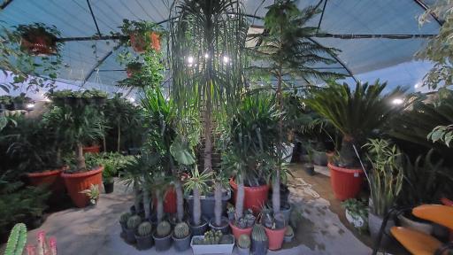 عکس گلستان کاملیا