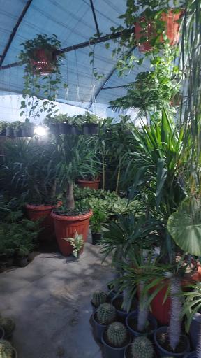 عکس گلستان کاملیا