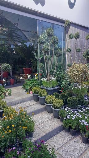 عکس گلستان کاملیا