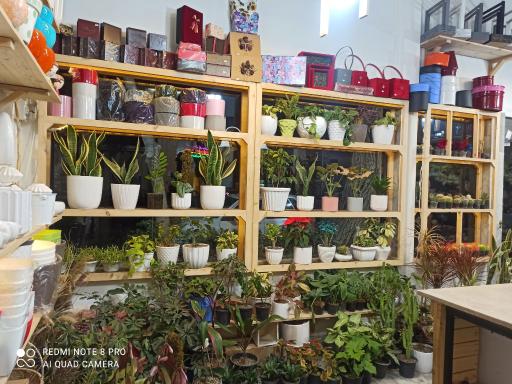 گالری گل مارچوبه