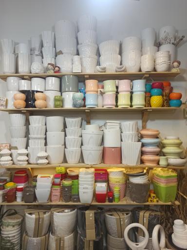 عکس گالری گل مارچوبه