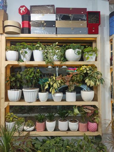 گالری گل مارچوبه