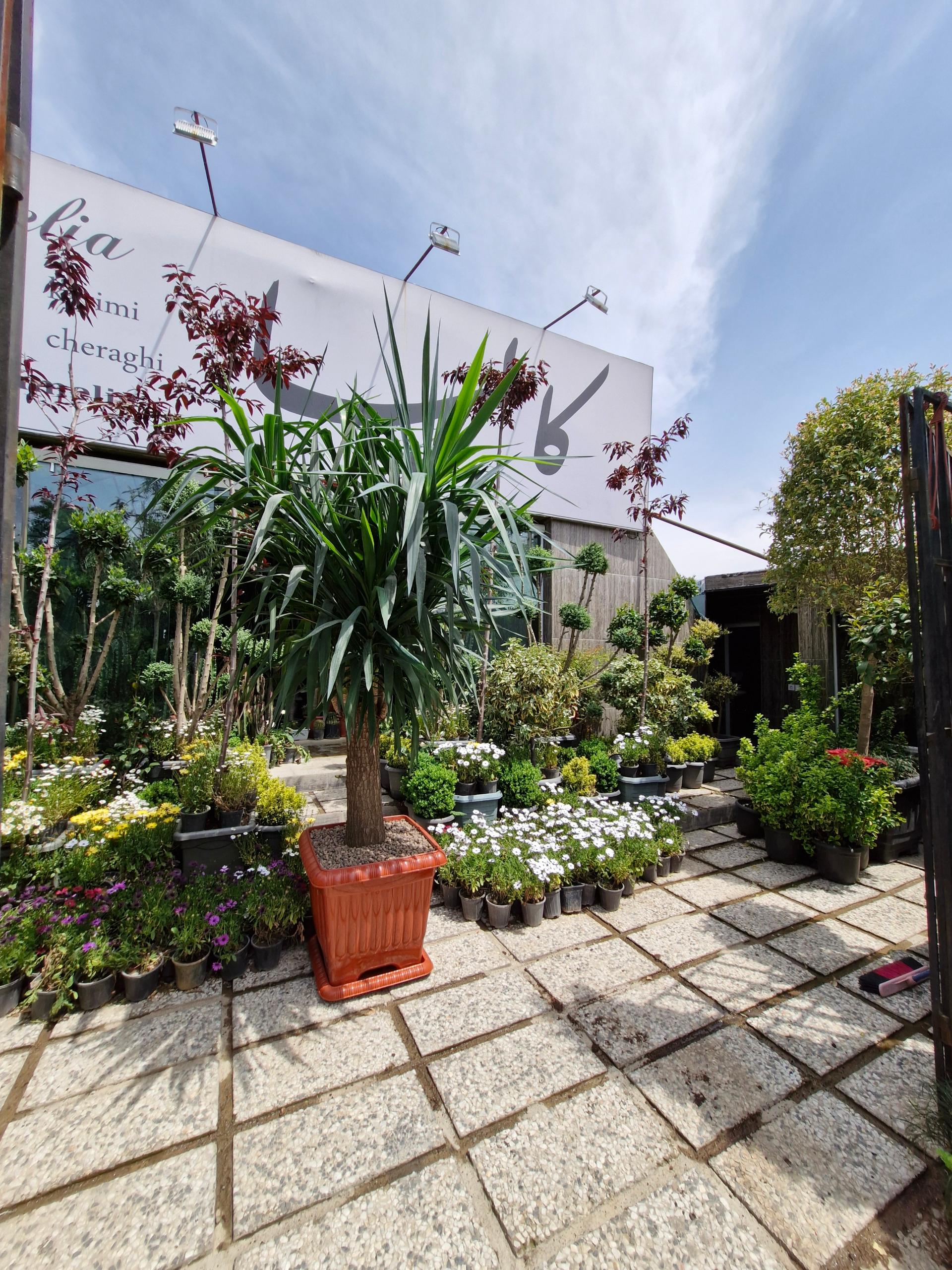 عکس گلستان کاملیا