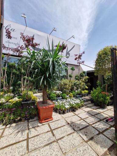 عکس گلستان کاملیا