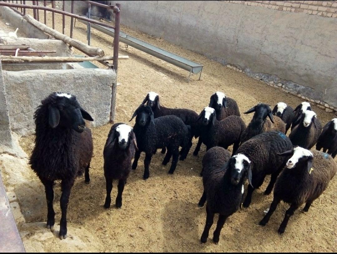 عکس دامداری تقی والیجردی