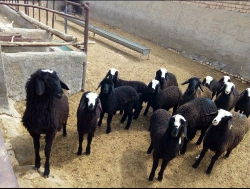 عکس دامداری تقی والیجردی