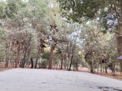 عکس پارک جنگلی شهید باهنر کرمان