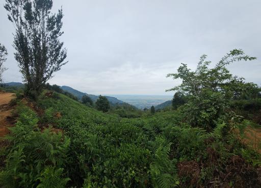 عکس لیلا کوه لنگرود