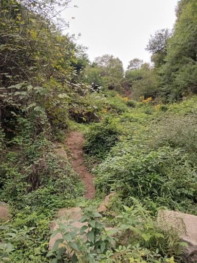 عکس لیلا کوه لنگرود