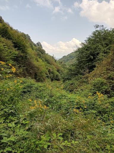 عکس لیلا کوه لنگرود