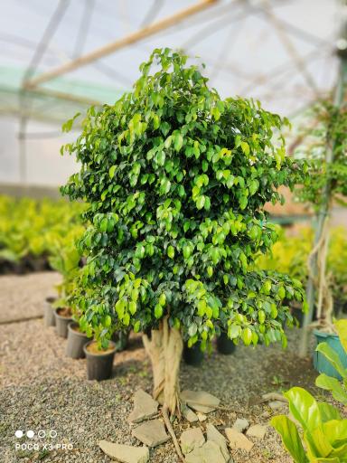 عکس تولیدی گل و گیاه مقدم 