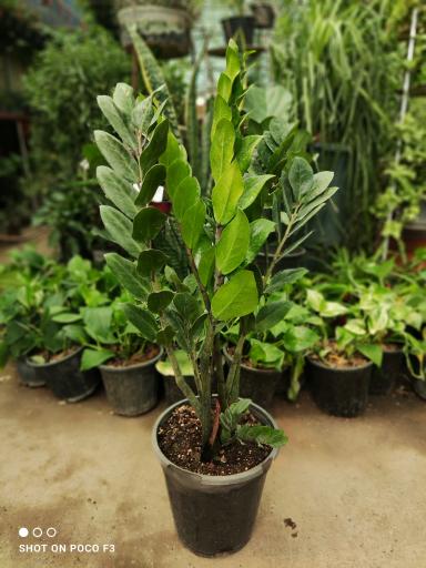 عکس تولیدی گل و گیاه مقدم 