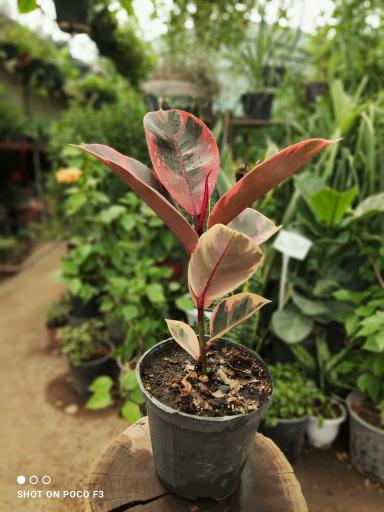 عکس تولیدی گل و گیاه مقدم 