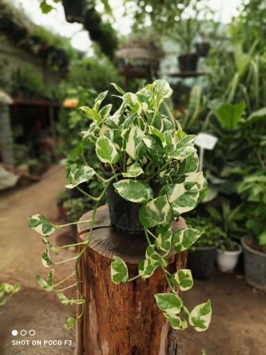 عکس تولیدی گل و گیاه مقدم 