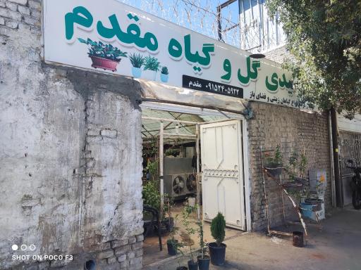 عکس تولیدی گل و گیاه مقدم 