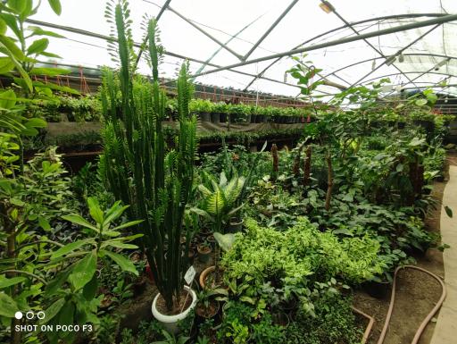 عکس تولیدی گل و گیاه مقدم 