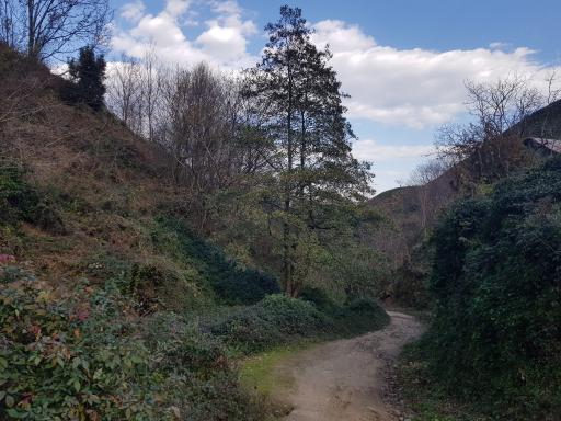 عکس لیلا کوه لنگرود