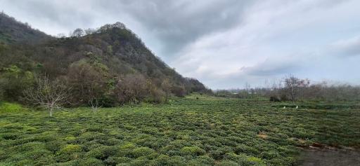 عکس لیلا کوه لنگرود