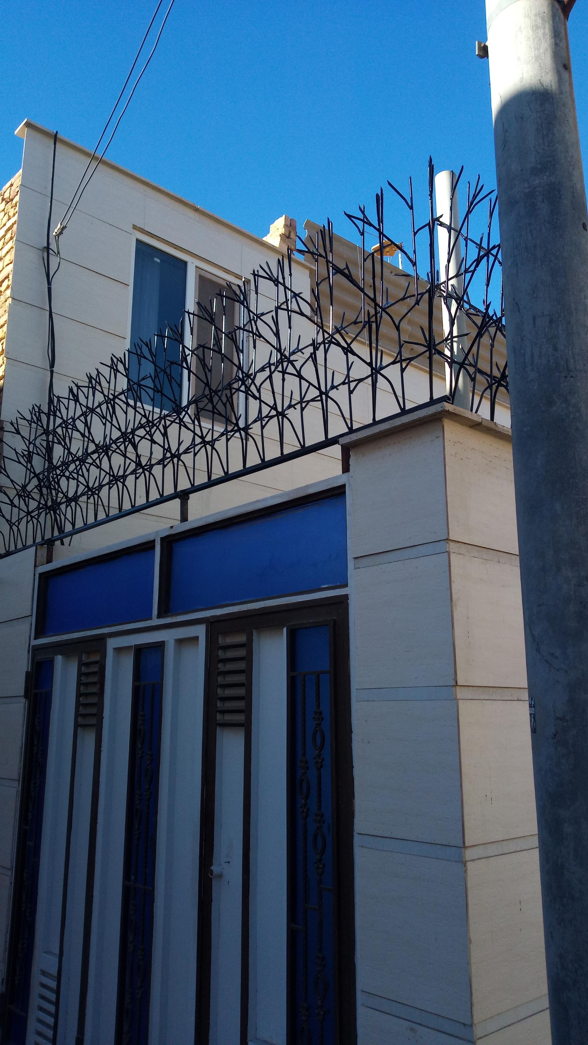 عکس حفاظ شاخ گوزنی میرزاجانی